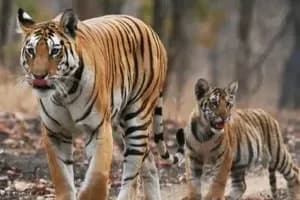 Doodhpathri lush green meadows