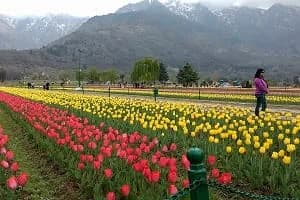 Tulip Garden in Srinagar during spring